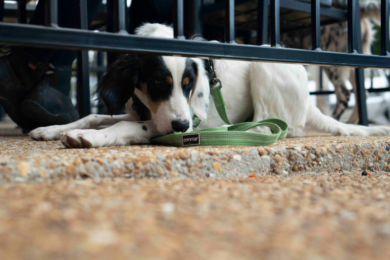 A tri-colored dog laying on cement by a metal gate wearing a green collar and leash