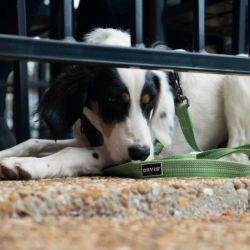 A tri-colored dog laying on cement by a metal gate wearing a green collar and leash