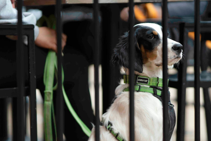 A black and white dog behind a metal fence wearing a green harness and leash.