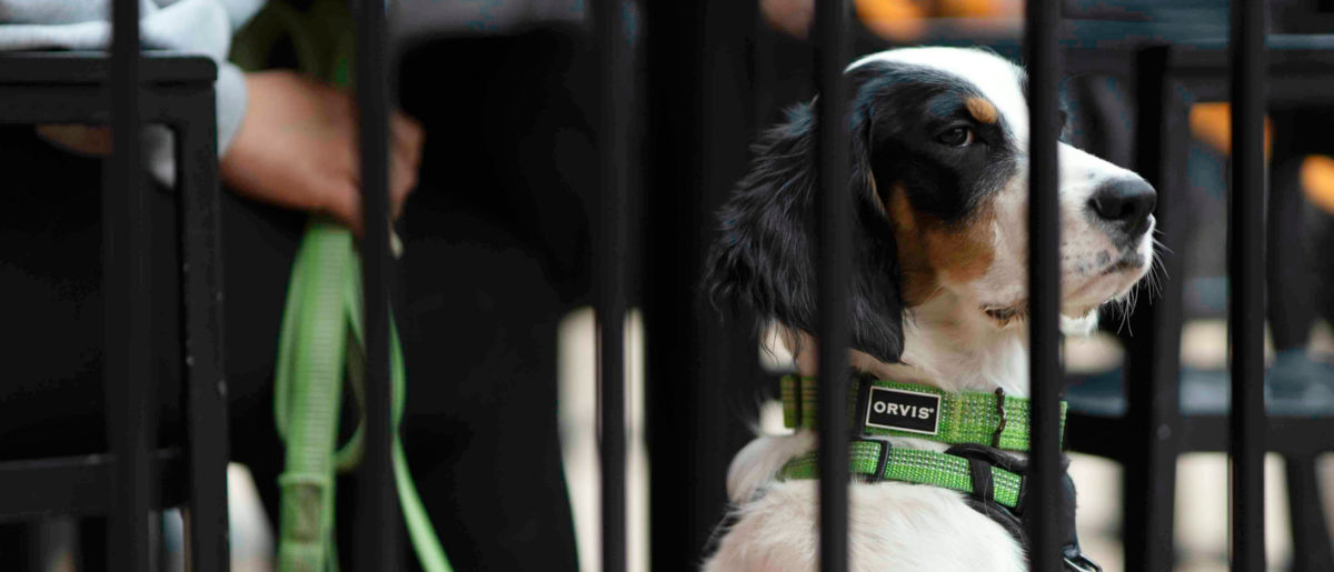 A tri-colored dog behind a metal fence wearing a green harness and leash.