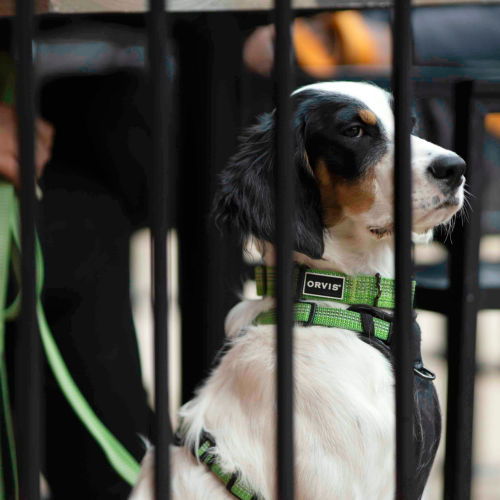 A black and white dog behind a metal fence wearing a green harness and leash.