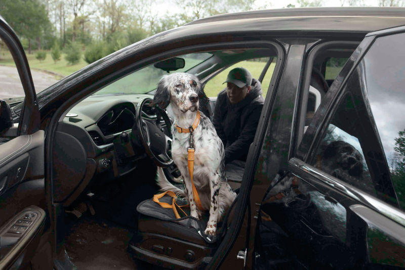 A black-and-white setter sitting in the front seat of a car