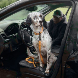A black-and-white setter sitting in the front seat of a car