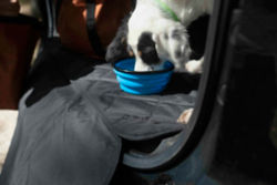A dog in the back seat of a car with a Tough Trail Collapsible Silicone Travel Bowl