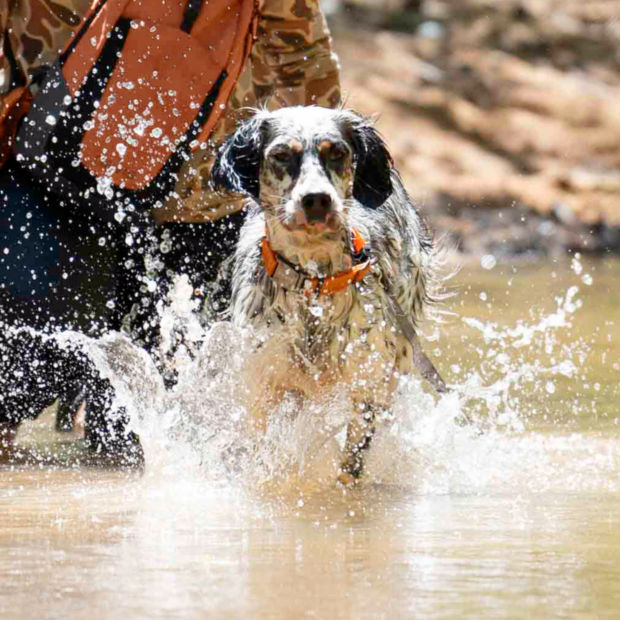 Two black-and-white spaniels splash in a river with their dog trainer.
