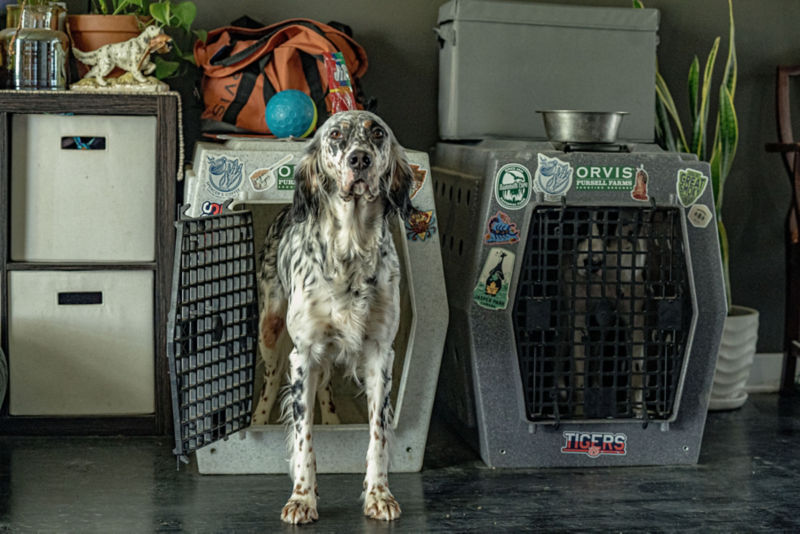 A freckled setter emerges from their travel crate