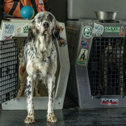 A freckled setter emerges from their travel crate