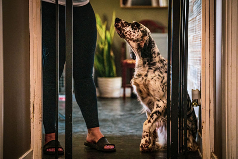 A black-and-white setter looking up at its owner inside a home