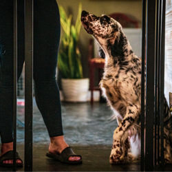 A black-and-white setter looking up at its owner inside a home