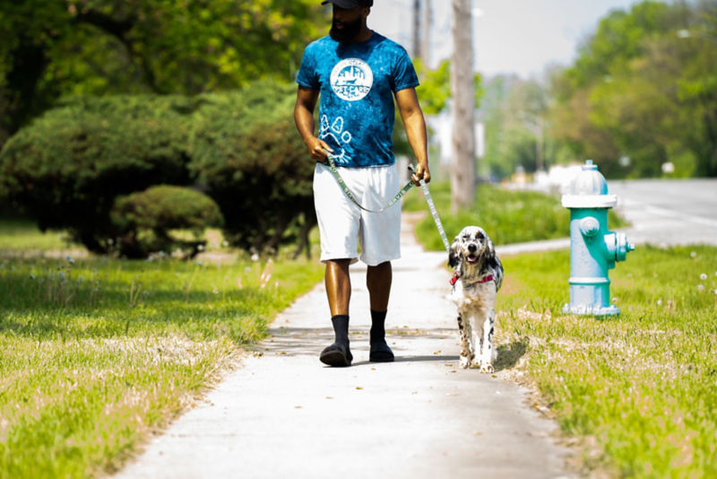 A freckled setter walks on an Orvis lead with their human.