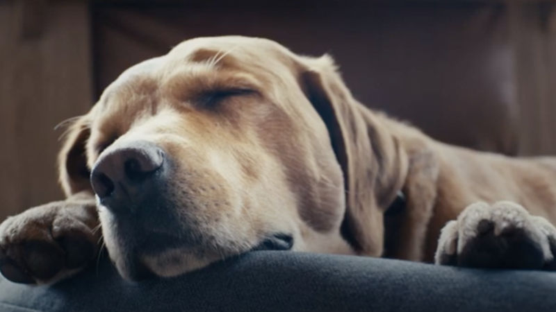 A close-up on a yellow Labrador Retriever sleeping on a dog bed.