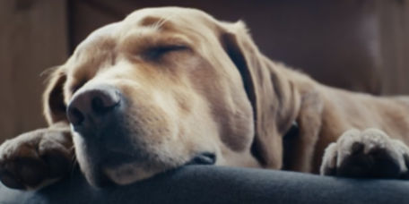 A close up of a yellow Labrador Retriever sleeping on a dog bed.