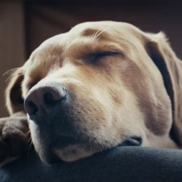 A close-up on a yellow Labrador Retriever sleeping on a dog bed.
