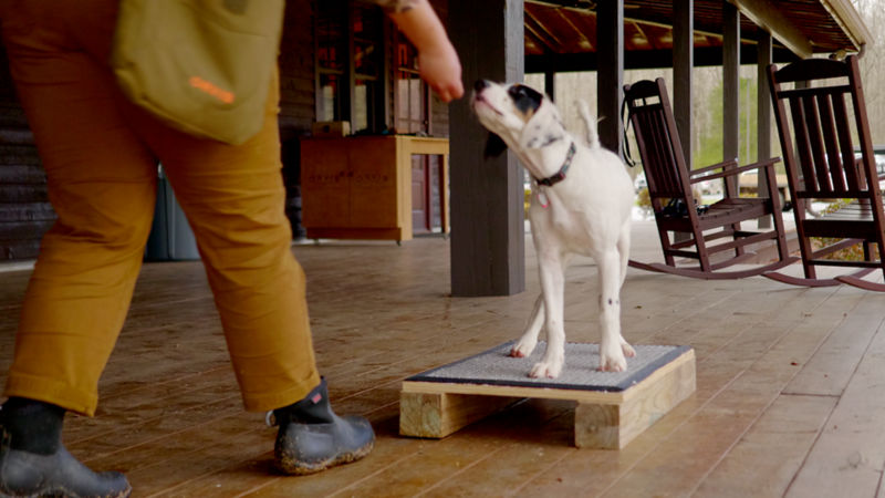 A woman giving her dog a treat that's standing up on a platform.