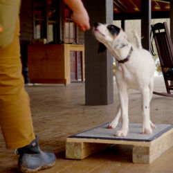 Melinda Benbow teaching a dog to place on a platform