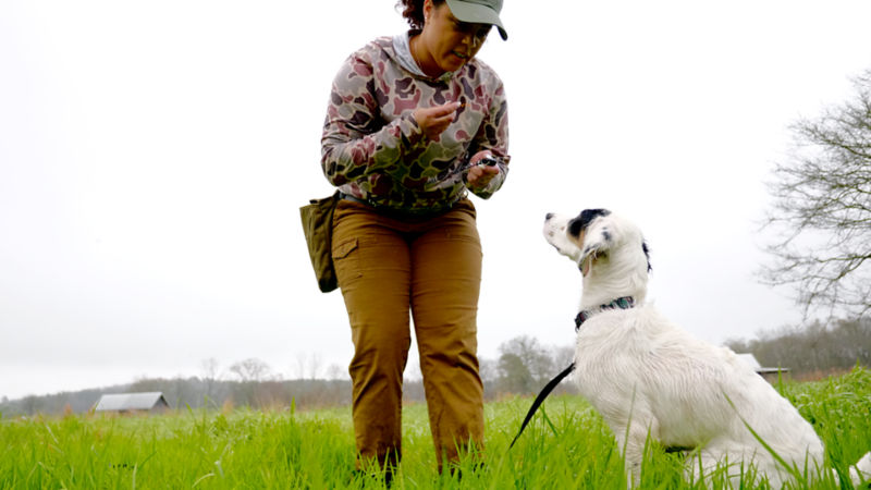 A woman teaching her dog to sit.