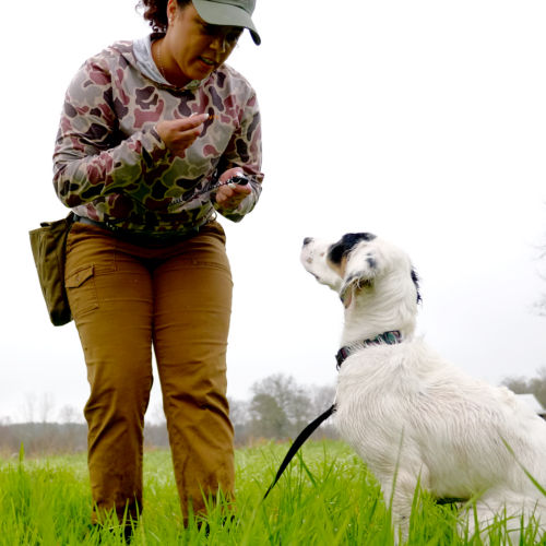 A woman teaching her dog to sit.