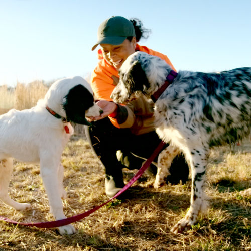 Melinda Benbow trains her hunting dogs in the field