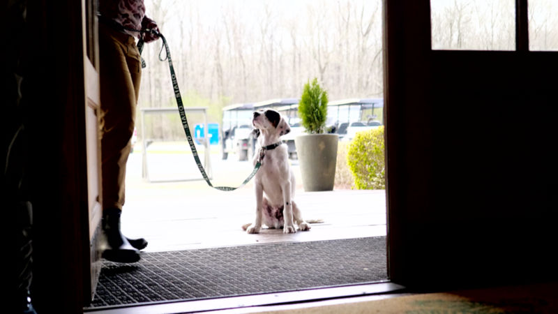 A leashed black and white dog sits on a porch looking at its owner