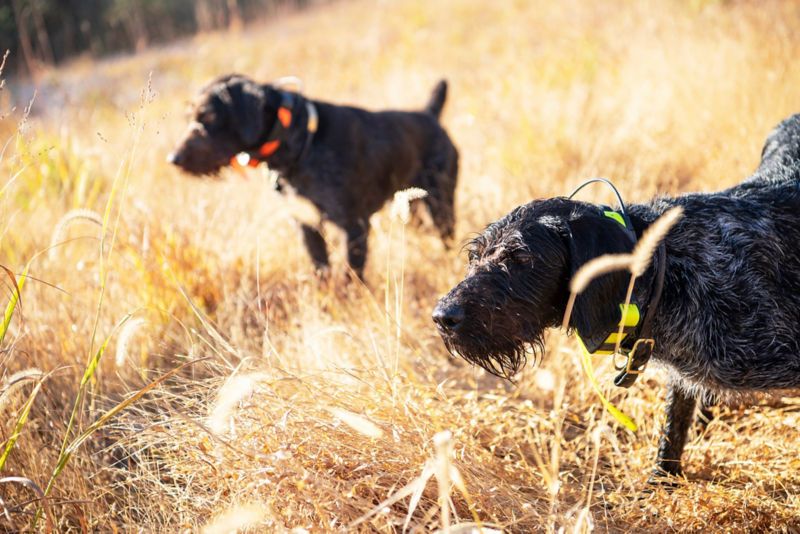 Two black dogs walking in a field of dry grass.