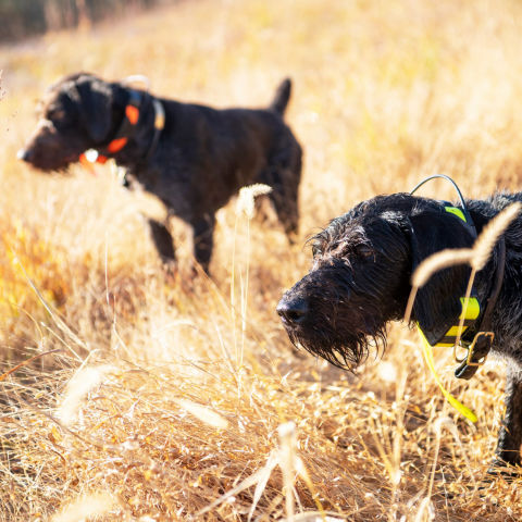 Two black dogs walking in a field