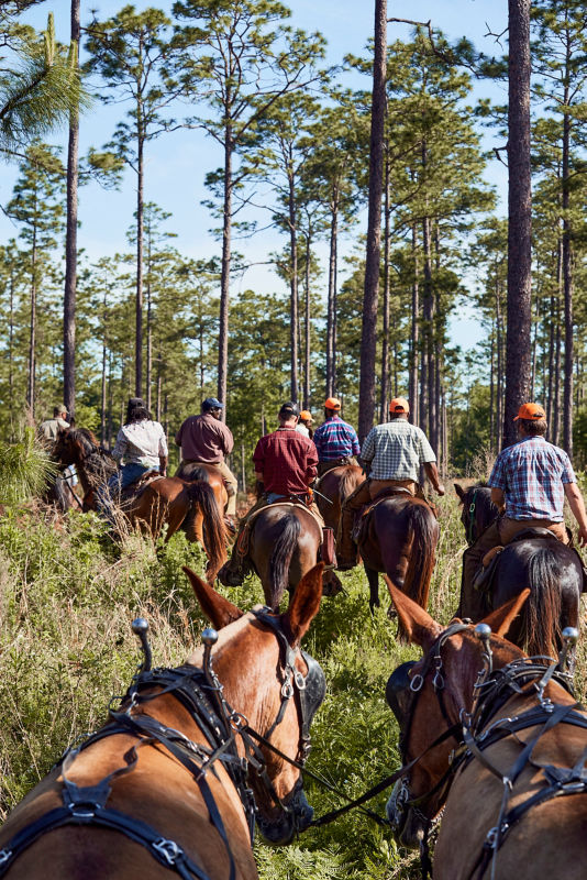 A group of men on horseback walking a woodland path