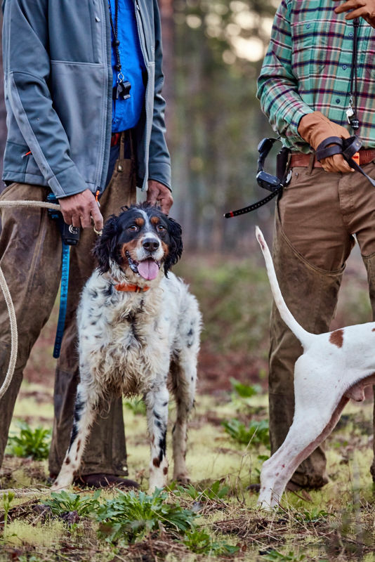 A picture of a hunting dog smiling at the camera.