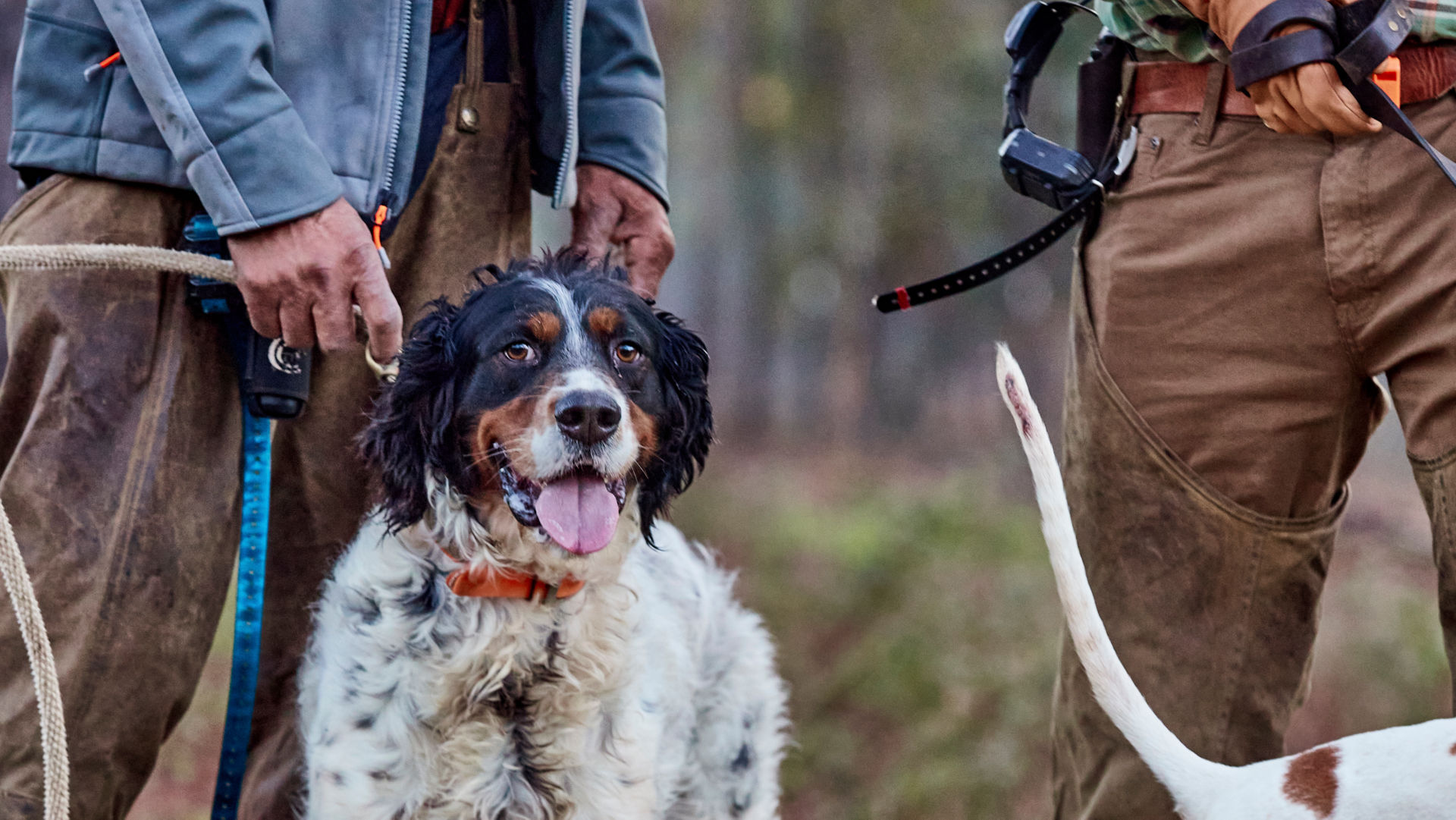 A picture of a hunting dog smiling at the camera.