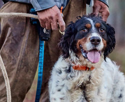 A smiling hunting dog stands in front of its handlers