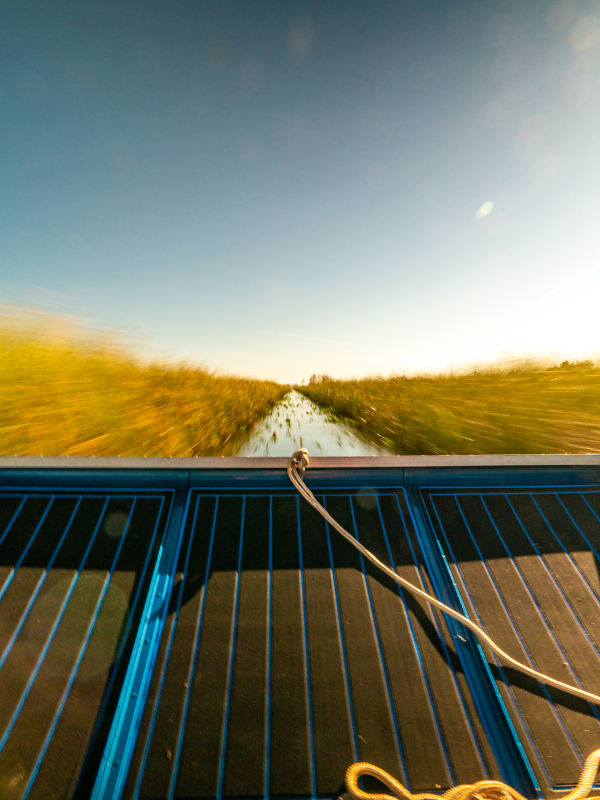 An image from the back of a boat speeding through everglades