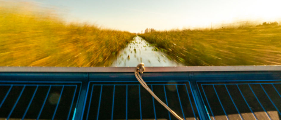 An image from the back of a boat speeding through everglades