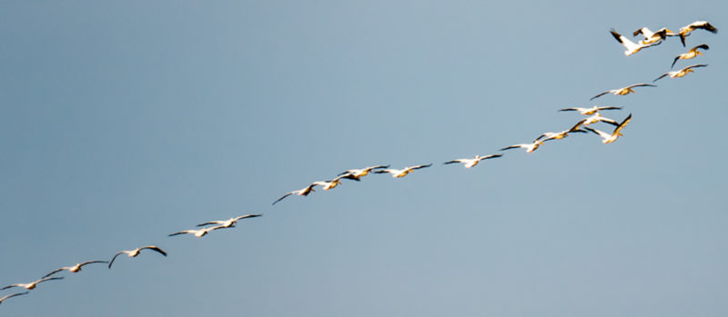 A flock of birds flying in a gray-blue sky