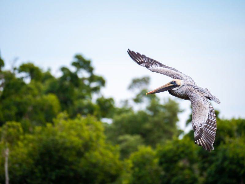 A pelican in mid-flight.