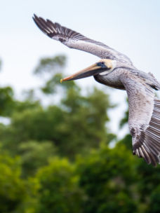 A large pelican flying in the Everglades