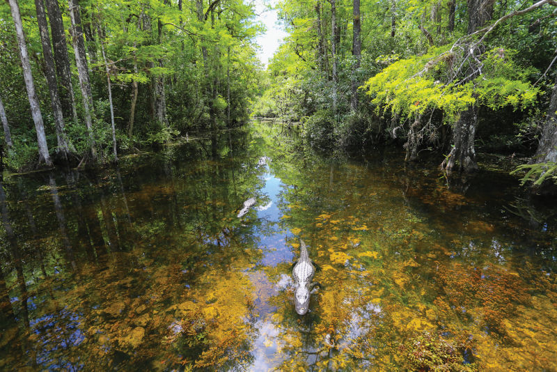 Two alligators float on a narrow stretch of water between trees.