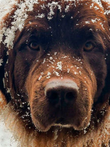 A bear like brown dog's face with big fluffy fur covered in snow flakes.