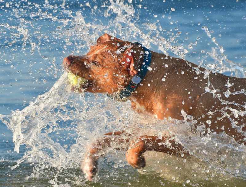 A dog named Dozer plows through shallow water to catch a ball.