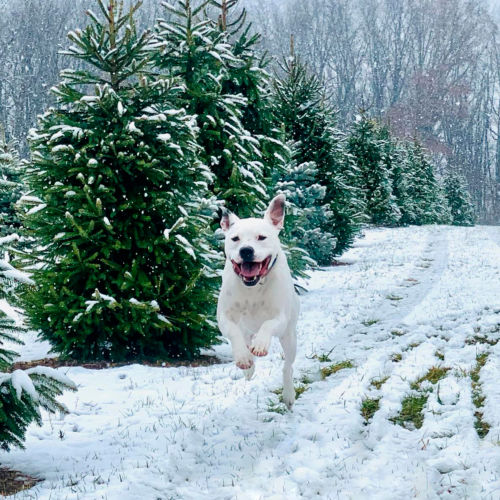 A smiling white dog charges down a snowy slope.