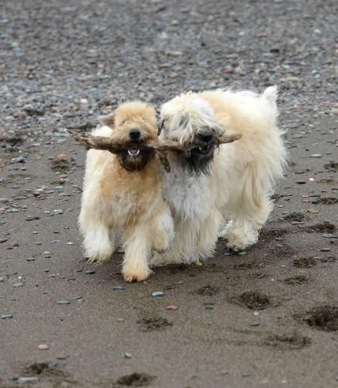Two extra-furry dogs share a stick on a beach.