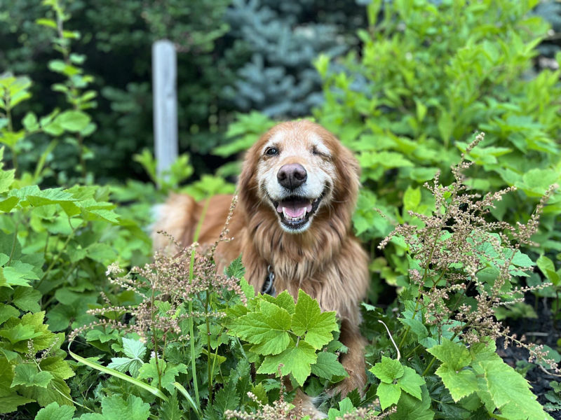 An older golden retriever with a bird in their mouth.