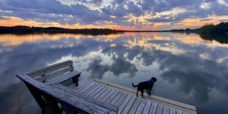 A black dog standing on a dock overlooking the water at sunset.