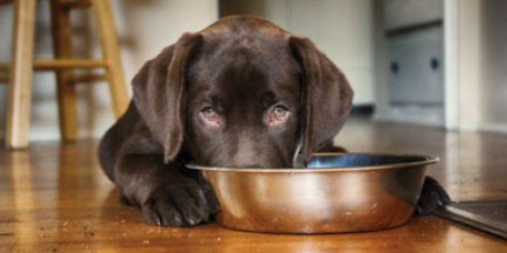 Chocolate lab puppy looking sad over his food bowl
