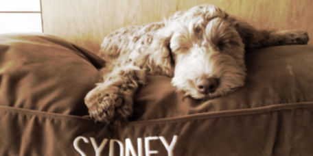 Cute dog asleep on a brown Orvis dog bed
