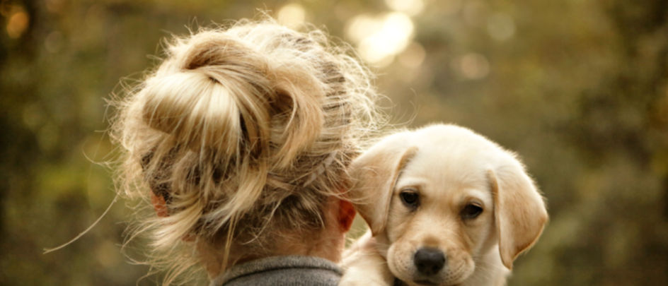 A golden retriever puppy looks at the camera over the shoulder of a person with long blonde hair in a bun