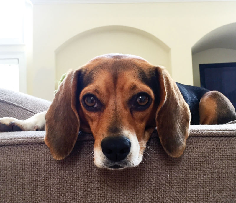 A brown and white beagle peeks over the back of a couch.