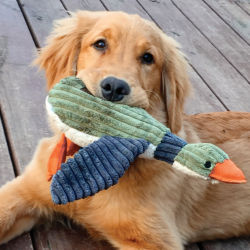 A Golden Retriever with a green and white toy duck in its mouth