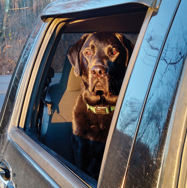 A Labrador Retriever looking out a window of a car.
