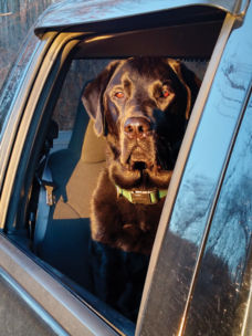 A large brown dog looking out a car window