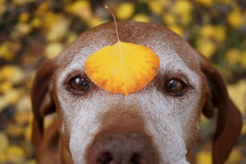 A brown dog with a white snout having an orange leaf on its forehead.