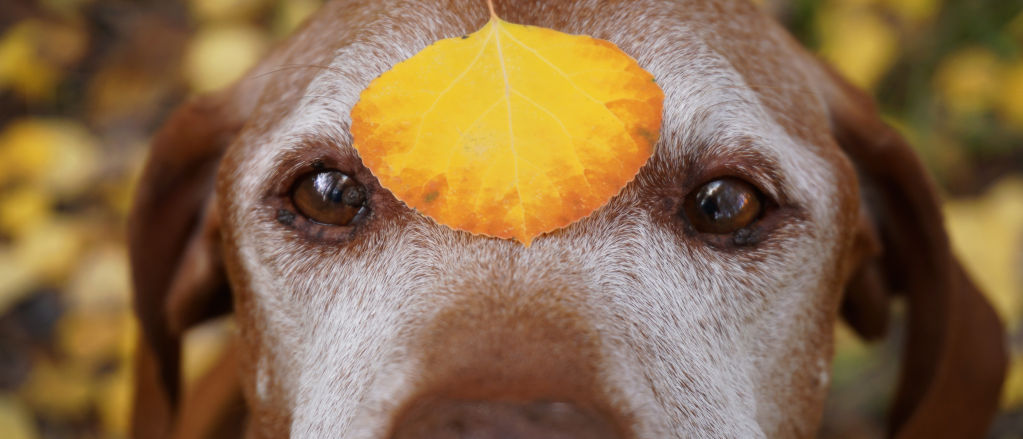 An older beagle sits in a forest with a yellow leaf on her forehead.